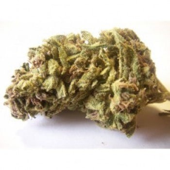 Jack Herer Medical Marijuana Strain